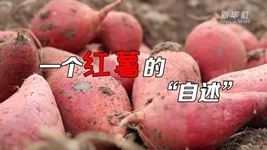 想看看紅薯的“鍍金”之旅嗎？來(lái)聽(tīng)聽(tīng)“自述”吧！