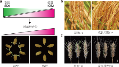 我國科學(xué)家找到調控水稻、小麥穗發(fā)芽的“開(kāi)關(guān)”