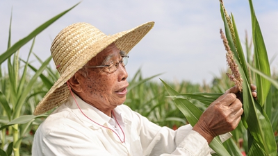 87歲，他在三亞南繁又一年