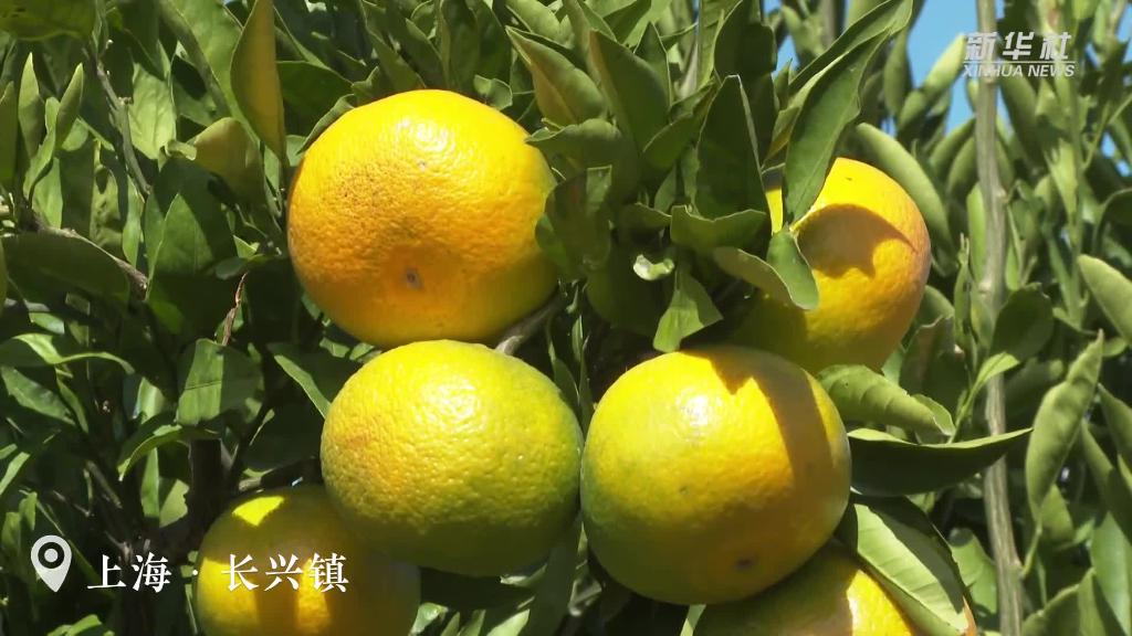 上海：橘子紅了！碩果滿(mǎn)園迎豐收