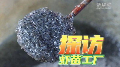 這個(gè)工廠(chǎng)，每天銷(xiāo)售蝦苗約2000萬(wàn)尾