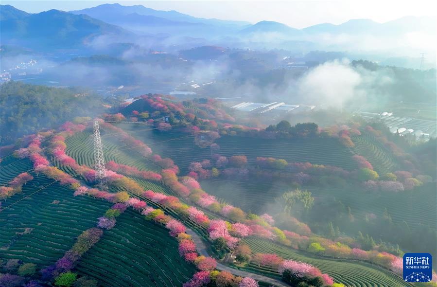 （鏡觀(guān)中國·新華社國內新聞?wù)掌恢芫x）（5）萬(wàn)畝茶園櫻花開(kāi)