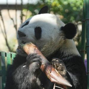 微信分享圖