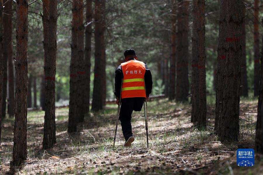 （鏡觀(guān)中國·新華社國內新聞?wù)掌恢芫x）（3）29年的守護 只為一片林海