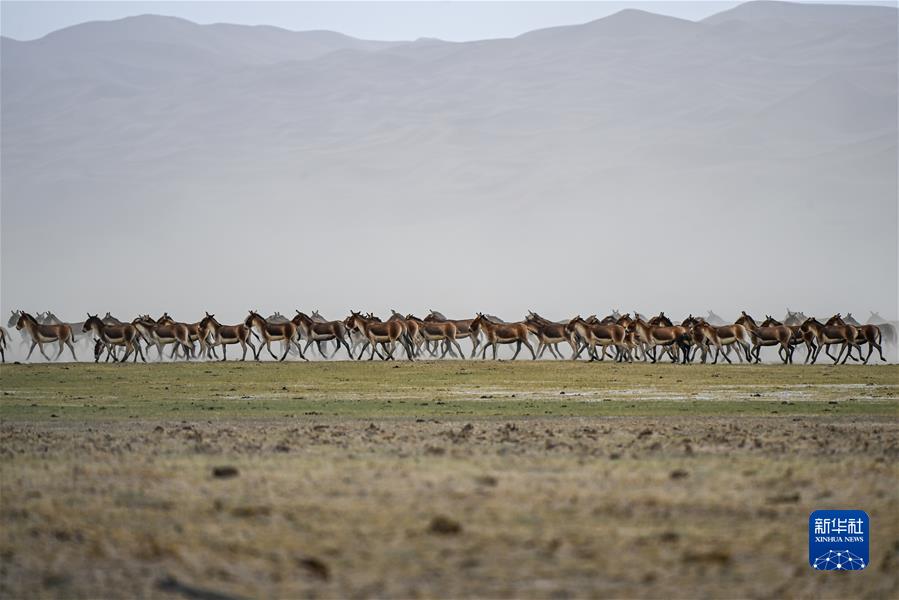 （鏡觀(guān)中國·新華社國內新聞?wù)掌恢芫x）（10）初夏時(shí)節 阿爾金山生機盎然