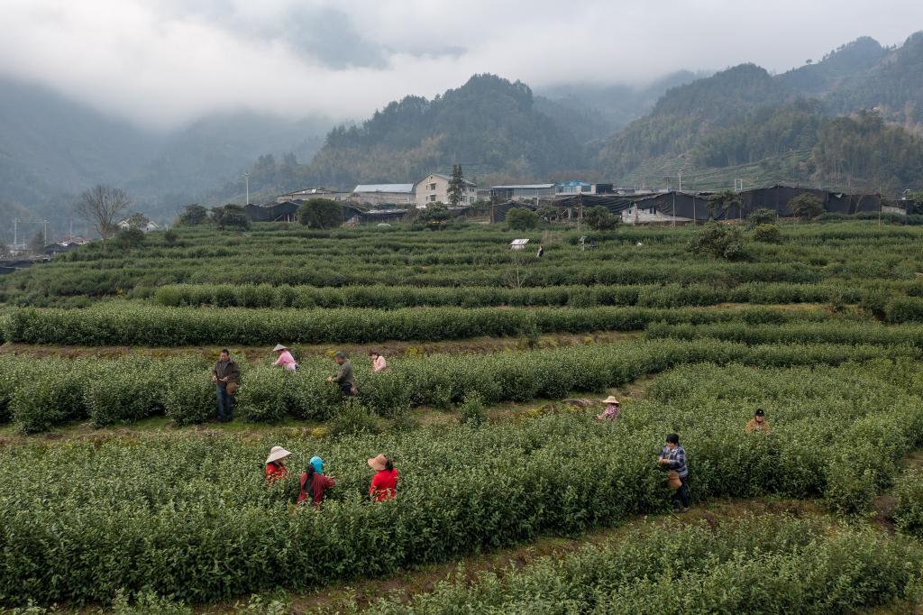 早春時(shí)節采早茶