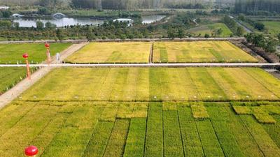 新華全媒+丨節水穩產(chǎn)、降污減碳的節水抗旱稻