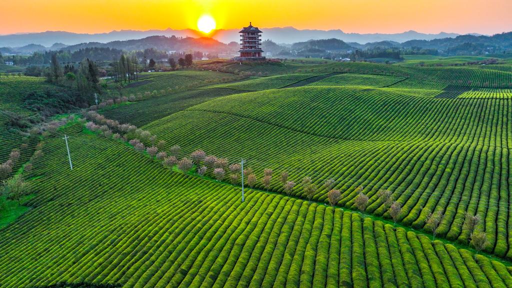 新華全媒+丨萬(wàn)畝茶海里，一片清明茶的成材之旅