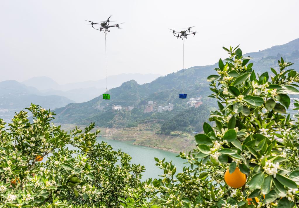 湖北秭歸：臍橙乘無(wú)人機快速下山