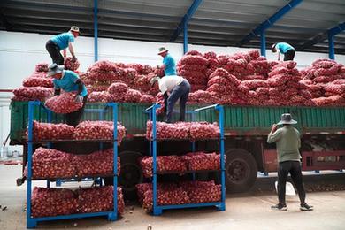 山東巨野：35萬(wàn)畝大蒜收獲倉儲忙
