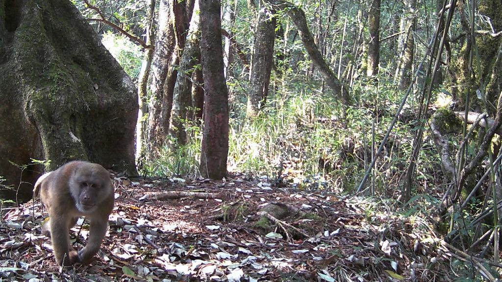 國道之行 從雪山奔向大海｜高黎貢山，該讓這些寶貝“亮相”了