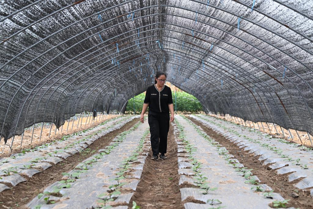 安徽樅陽(yáng)：女大學(xué)生回鄉創(chuàng  )業(yè)帶動(dòng)村民就業(yè)增收