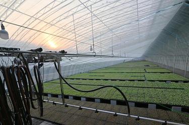 河北饒陽(yáng)加緊推進(jìn)設施果蔬產(chǎn)業(yè)災后重建