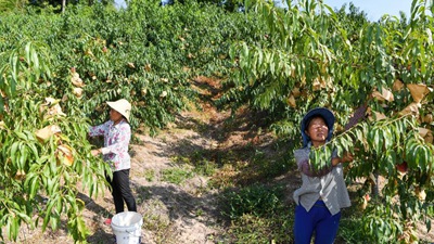 重慶萬(wàn)州：桃、李產(chǎn)業(yè)美了山鄉富了民