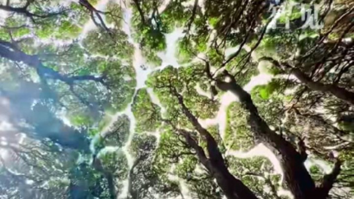 樹(shù)木為何會(huì )相互“禮讓”？