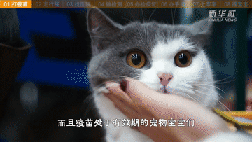 帶萌寵坐火車(chē)？你需要知道這些事！