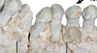恐龍如何換牙？古生物學(xué)者揭秘古老角龍換牙方式