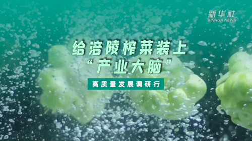 一顆青菜頭，緣何長(cháng)出百億產(chǎn)業(yè)？