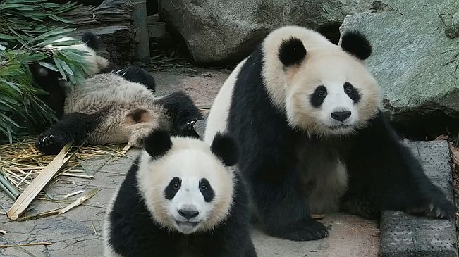 同時(shí)被兩只大熊貓盯上是什么體驗？