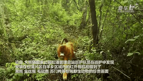 珍貴畫(huà)面曝光！野生動(dòng)物頻頻“上鏡”