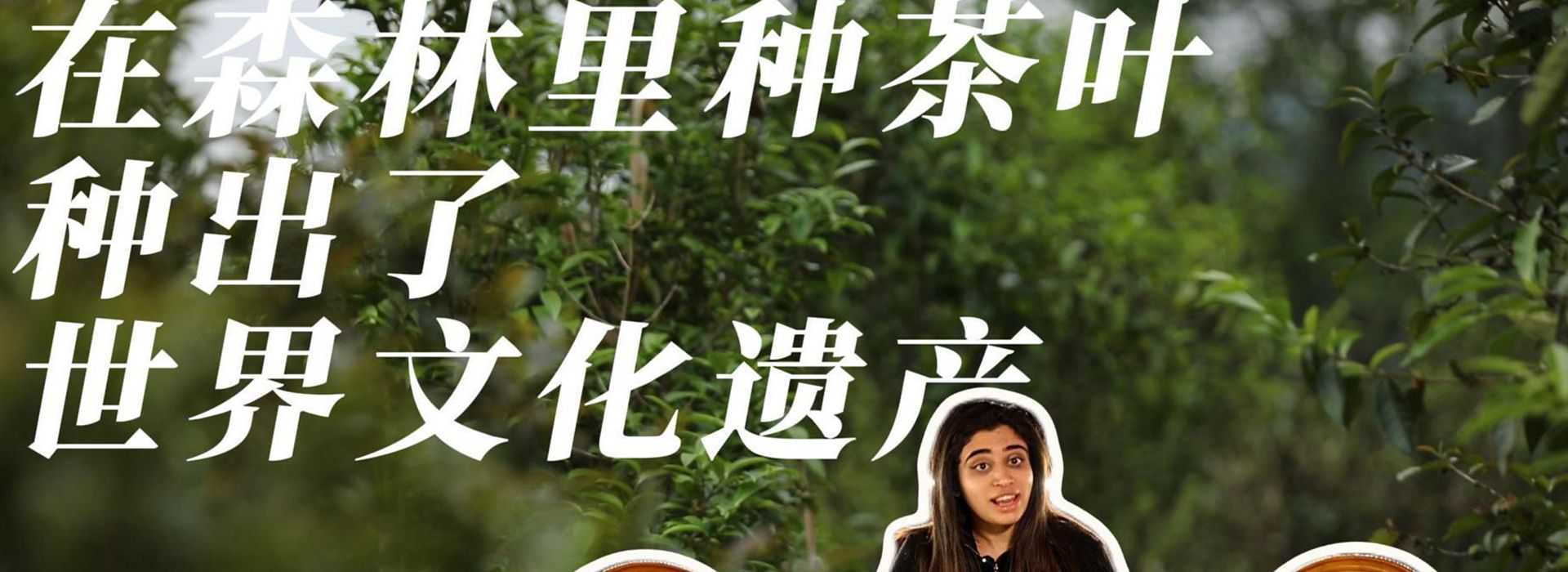 洋洋大觀(guān)｜在森林里種茶葉，種出了世界文化遺產(chǎn)
