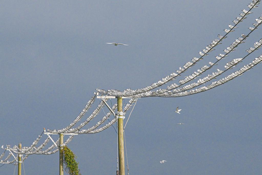 新華全媒+丨?？跐竦?萬(wàn)鳥(niǎo)翔集